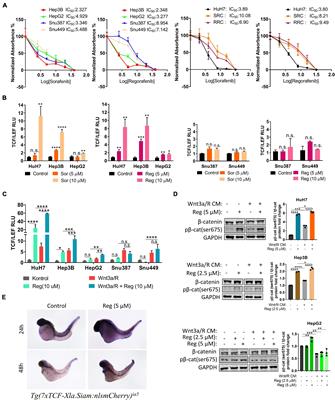 Changes in Wnt and TGF-β Signaling Mediate the Development of Regorafenib Resistance in Hepatocellular Carcinoma Cell Line HuH7